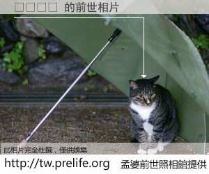 홍치아오 的前世相片