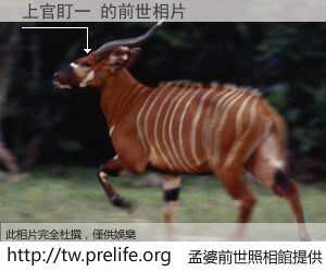 上官盯一 的前世相片