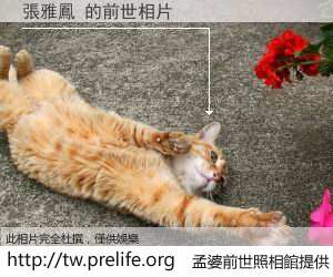 張雅鳳 的前世相片