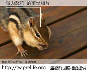 强力怒吼 的前世相片