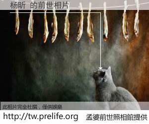 杨昕 的前世相片