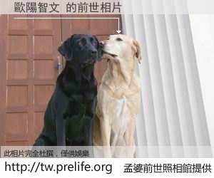 歐陽智文 的前世相片