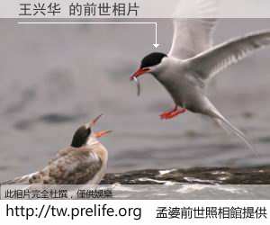 王兴华 的前世相片
