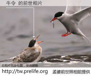 牛令 的前世相片