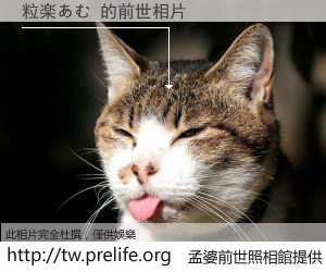 粒楽あむ 的前世相片