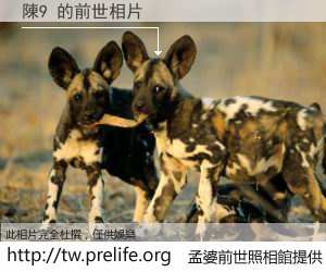 陳9 的前世相片
