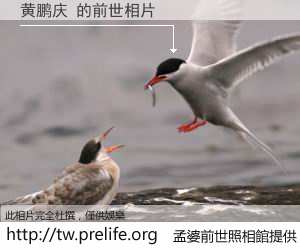 黄鹏庆 的前世相片