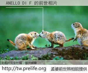 ANELLO DI F 的前世相片