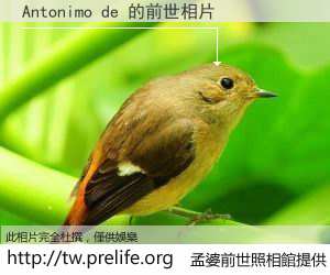 Antonimo de 的前世相片