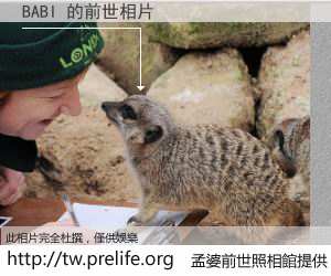 BABI 的前世相片