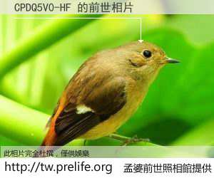 CPDQ5V0-HF 的前世相片