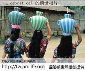 L odorat ce1 的前世相片