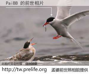 PaiBB 的前世相片