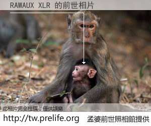 RAWAUX XLR 的前世相片