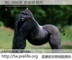 RELIKKEUR 的前世相片
