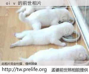 oi v 的前世相片