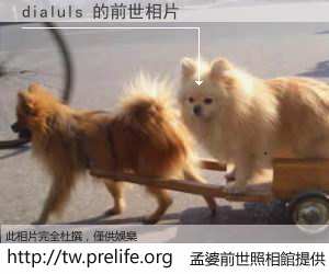 dialuls 的前世相片