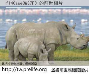 fl40sseCW37F3 的前世相片