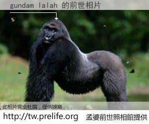 gundam lalah 的前世相片