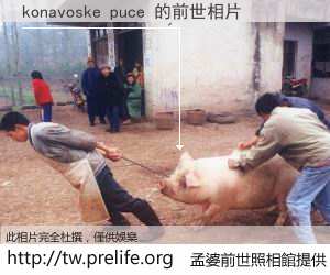 konavoske puce 的前世相片