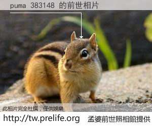 puma 383148 的前世相片