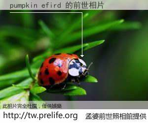 pumpkin efird 的前世相片