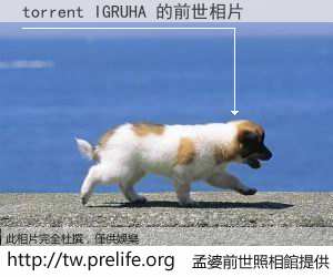 torrent IGRUHA 的前世相片