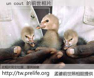 un cout 的前世相片