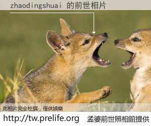 zhaodingshuai 的前世相片
