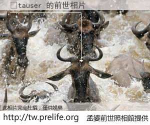 �tauser 的前世相片
