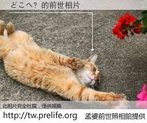 どこへ? 的前世相片