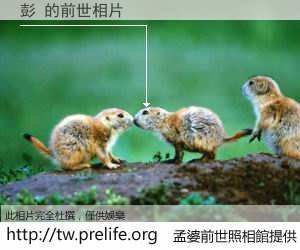 彭 的前世相片