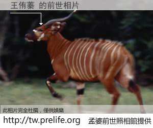 王侑蓁 的前世相片