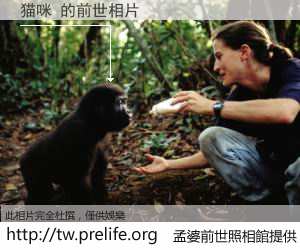 猫咪 的前世相片