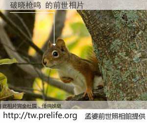 破晓枪鸣 的前世相片