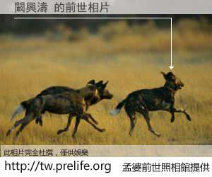 闞興濤 的前世相片