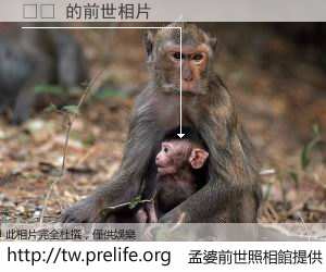 중약 的前世相片