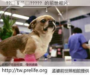 ??����????? 的前世相片