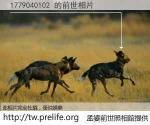 1779040102 的前世相片
