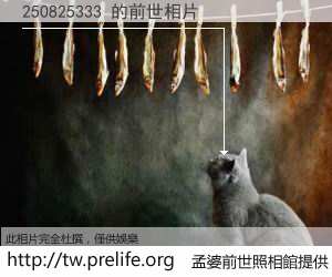250825333 的前世相片