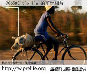9065#E't'p'l'g 的前世相片