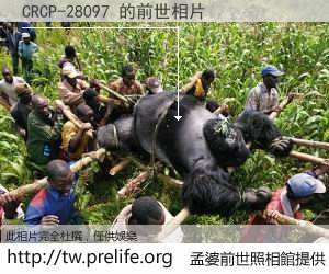CRCP-28097 的前世相片