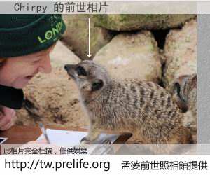Chirpy 的前世相片
