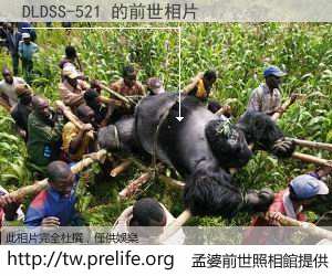 DLDSS-521 的前世相片