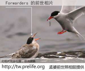 Forwarders 的前世相片