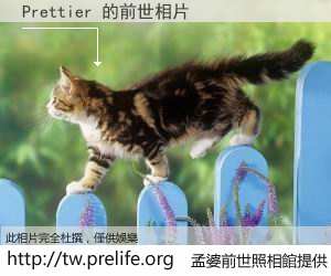 Prettier 的前世相片