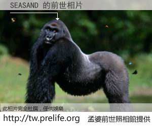 SEASAND 的前世相片