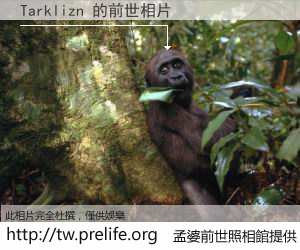 Tarklizn 的前世相片