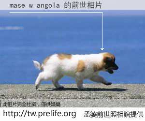 mase w angola 的前世相片