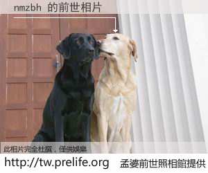 nmzbh 的前世相片